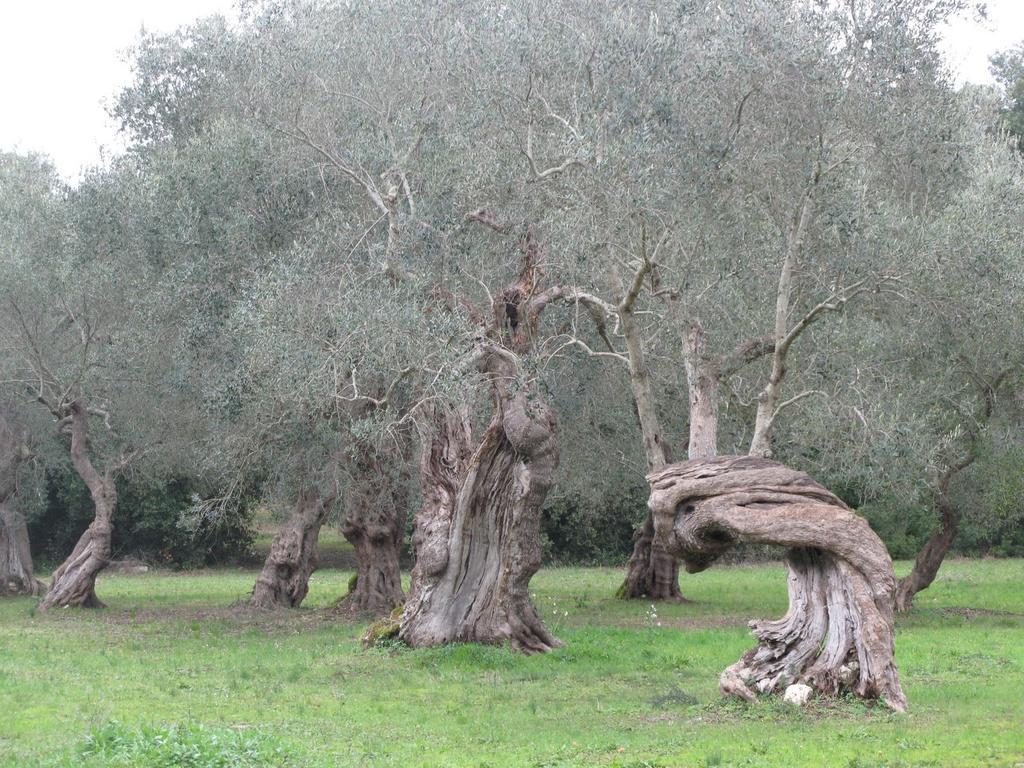 Tenuta Sant'Andrea Giuggianello Exteriör bild